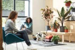 Elho B.for Soft Rund Anthrazit, Ø 22 Cm 13 Elho B.for Soft Rund Anthrazit, Ø 22 Cm -Pflanzensamen Rabatt elho bfor soft rund anthrazit 786485 de