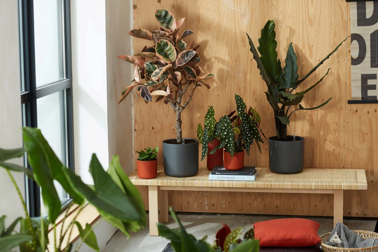 Elho B.for Soft Rund Anthrazit, Ø 22 Cm 3 Elho B.for Soft Rund Anthrazit, Ø 22 Cm