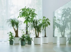 Elho B.for Soft Rund Laubgrün, Ø 18 Cm -Pflanzensamen Rabatt elho bfor soft rund laubgruen 1671526 de