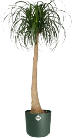 Elho B.for Soft Rund Laubgrün, Ø 18 Cm -Pflanzensamen Rabatt elho bfor soft rund laubgruen 1671527 de