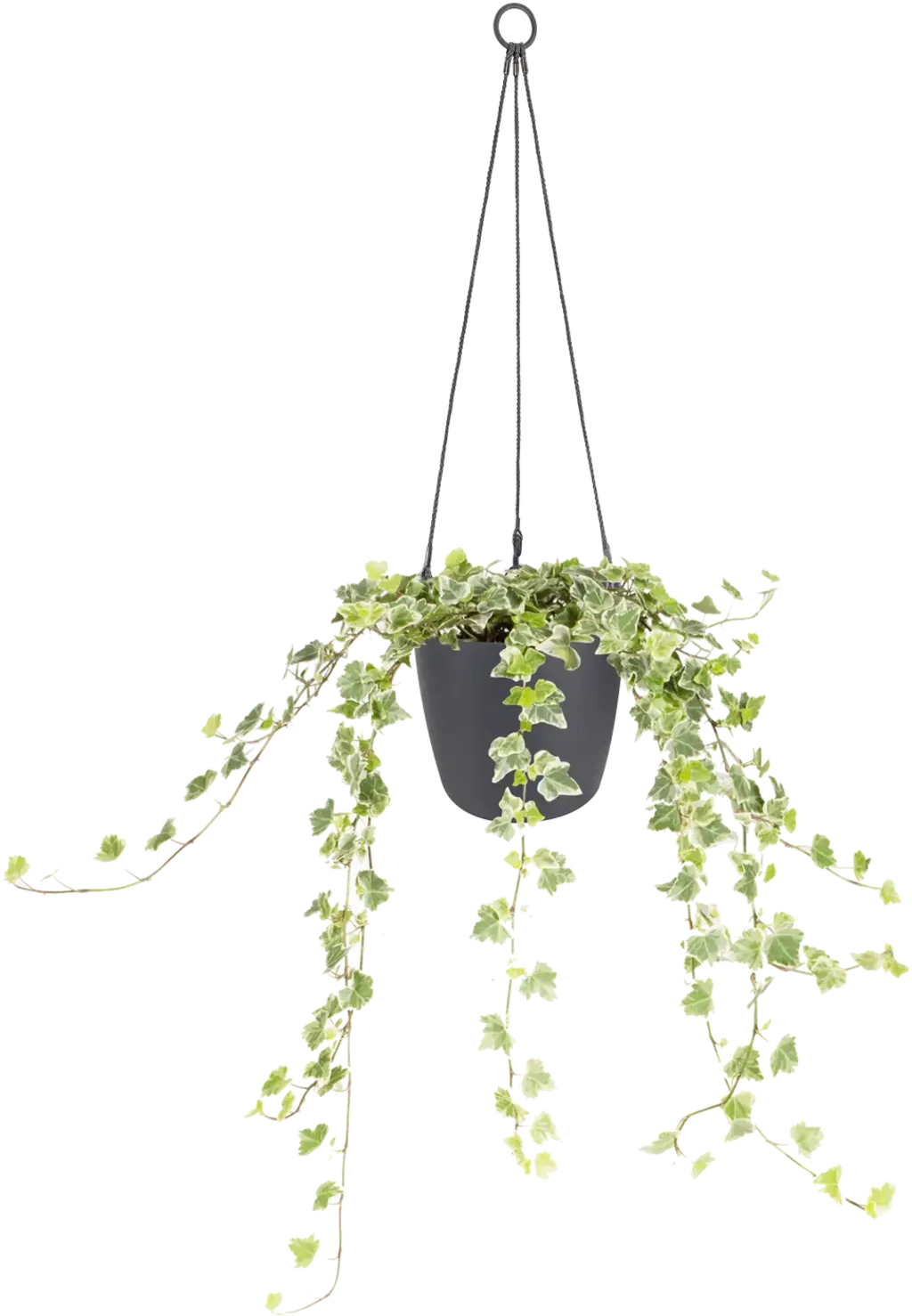 Elho Brussels Hängeampel "18cm", Anthrazit 7 Elho Brussels Hängeampel "18cm", Anthrazit – Bild 5