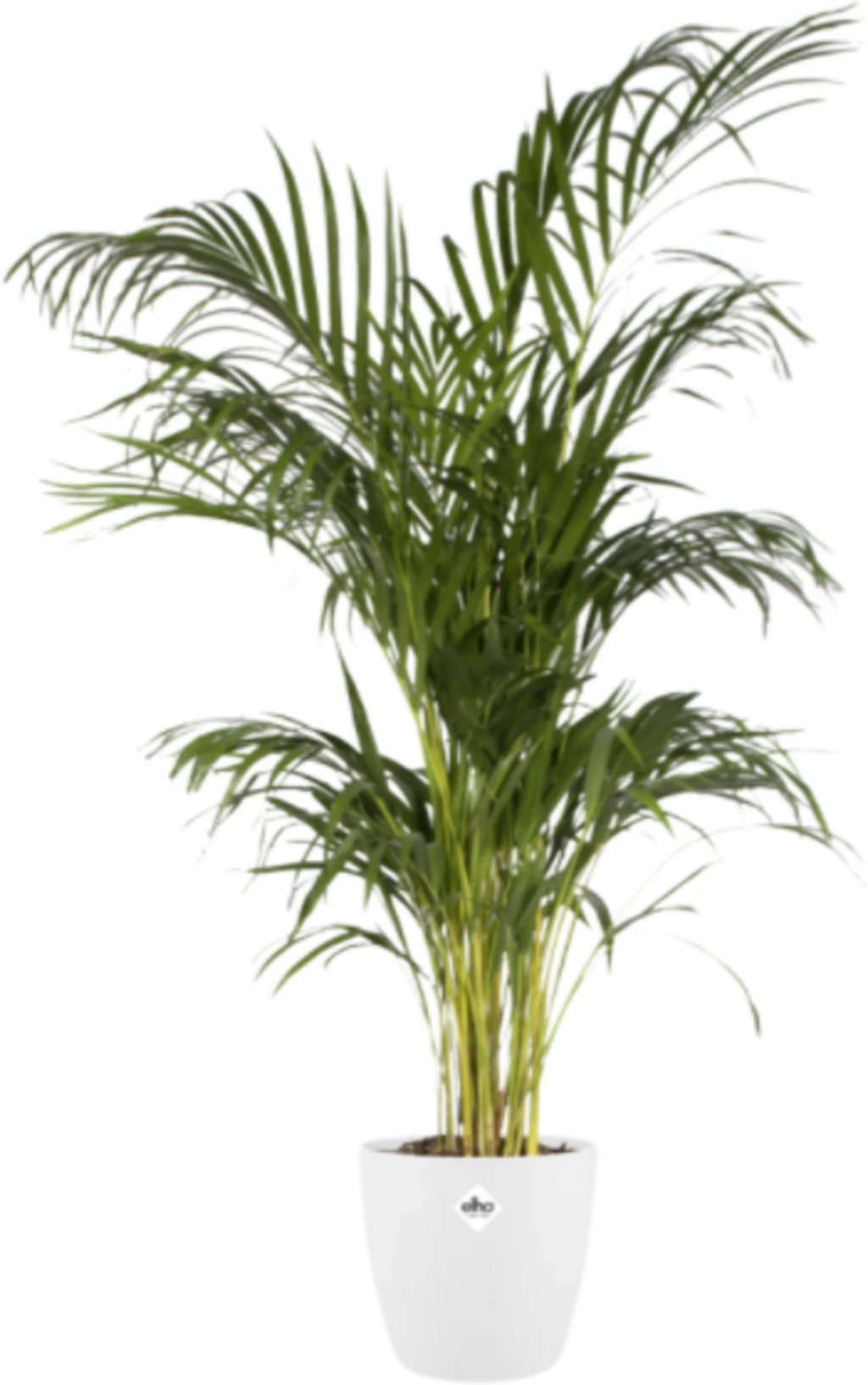 Elho Brussels Rund 14 Cm, Weiß 10 Elho Brussels Rund 14 Cm, Weiß – Bild 8