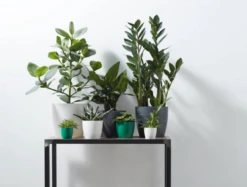 Elho Brussels Rund 14 Cm, Weiß 12 Elho Brussels Rund 14 Cm, Weiß -Pflanzensamen Rabatt elho brussels rund 14 cm vit 1671677 de