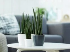 Elho Brussels Rund Mini 13 Cm, Anthrazit -Pflanzensamen Rabatt elho brussels rund mini 13 cm antracit 1671803 de