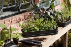 Elho Green Basics Anzucht-Set - Schwarz 37 Elho Green Basics Anzucht-Set - Schwarz -Pflanzensamen Rabatt elho green basics anzucht set schwarz 1634937 de