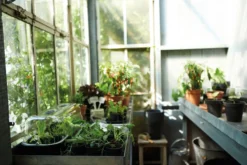 Elho Green Basics Anzuchttopf Starter Set, 10 Stück 10 Elho Green Basics Anzuchttopf Starter Set, 10 Stück -Pflanzensamen Rabatt elho green basics anzuchttopf starter set 1588334 de