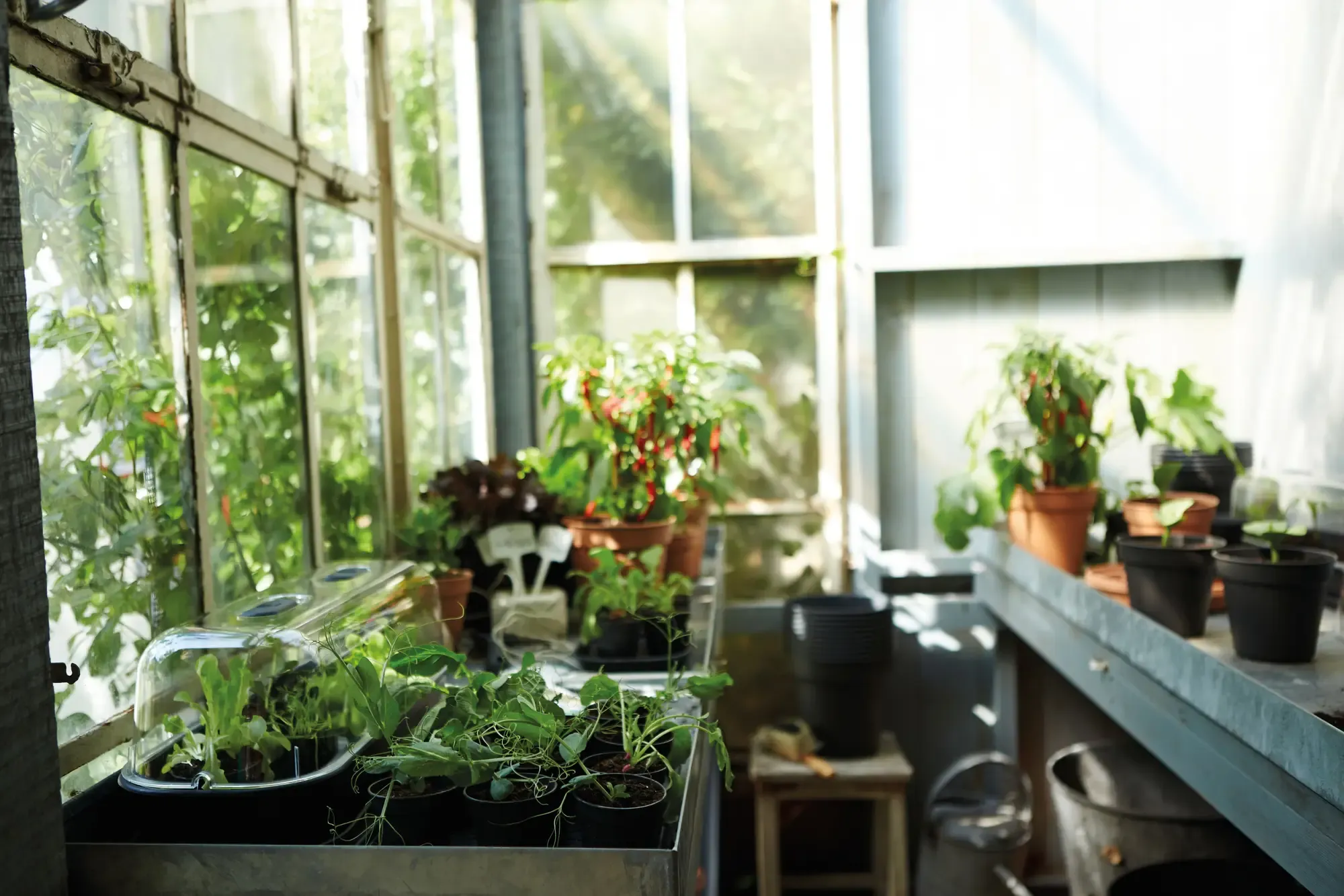 Elho Green Basics Anzuchttopf Starter Set, 10 Stück 6 Elho Green Basics Anzuchttopf Starter Set, 10 Stück – Bild 4