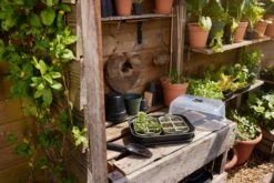 Elho Green Basics Saatschale 22 Cm 12 Elho Green Basics Saatschale 22 Cm -Pflanzensamen Rabatt elho green basics saatschale 22 cm 1600492 de