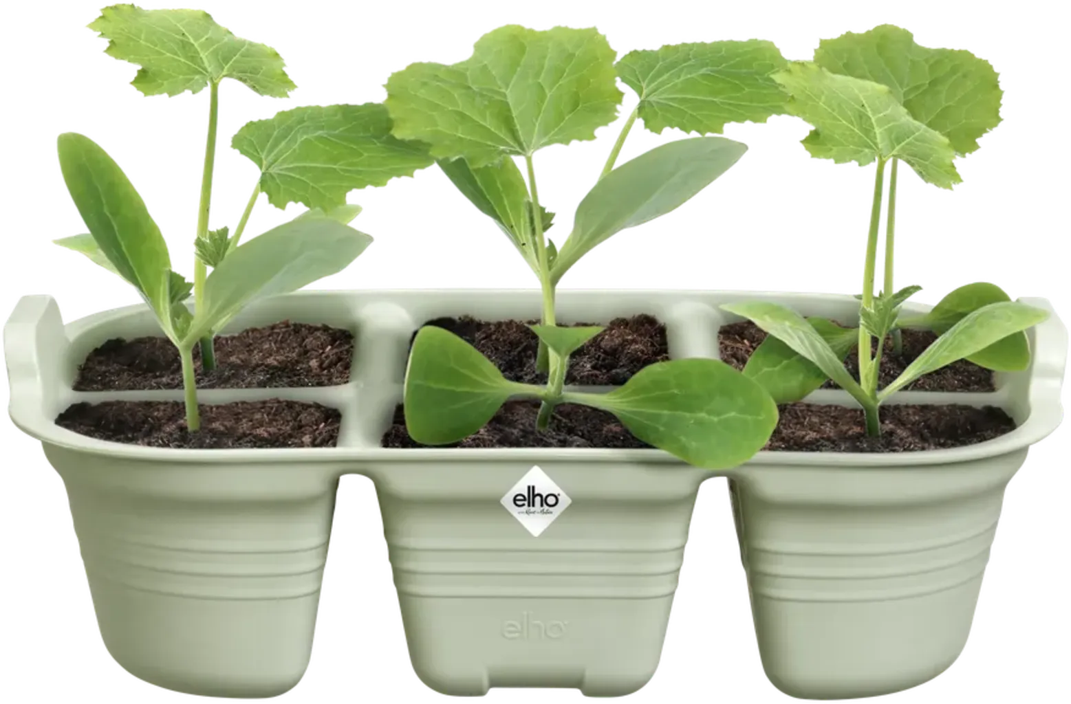 Elho Green Basics Saatschale 22 Cm 7 Elho Green Basics Saatschale 22 Cm – Bild 5