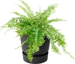 Elho Greenville Balkongefäß "easy Hanger" Single, Living Schwarz -Pflanzensamen Rabatt elho greenville balkongefaess easy hanger single levande svart 1672869 de