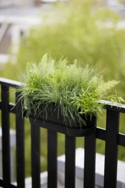 Elho Greenville Easy Balcony 52 Cm, Living Schwarz -Pflanzensamen Rabatt elho greenville easy balcony 52 cm living schwarz 1134877 de