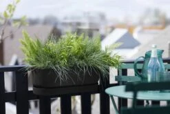 Elho Greenville Easy Balcony 52 Cm, Living Schwarz -Pflanzensamen Rabatt elho greenville easy balcony 52 cm living schwarz 1134884 de