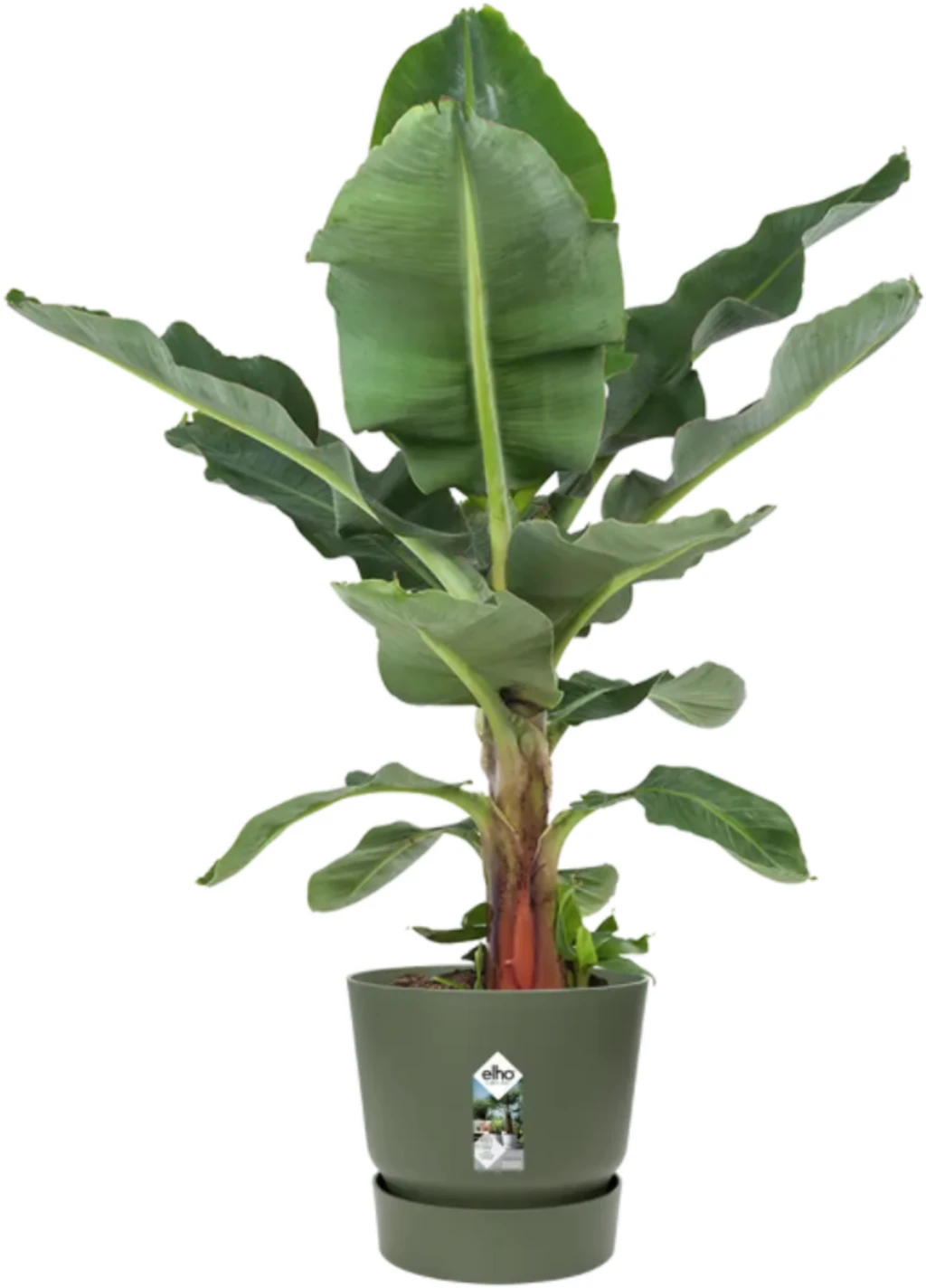 Elho Greenville Topf Rund 40 Cm, Laubgrün 8 Elho Greenville Topf Rund 40 Cm, Laubgrün – Bild 6