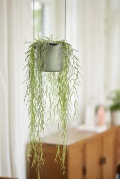 Elho Hängetopf 18cm B.for Swing, Steingrün -Pflanzensamen Rabatt elho haengetopf 18cm bfor swing steingruen 1345762 de