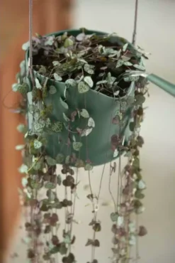 Elho Hängetopf 18cm B.for Swing, Steingrün -Pflanzensamen Rabatt elho haengetopf 18cm bfor swing stengroen 1679855 de