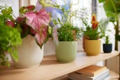 Elho Vibes Fold Rund 14 Cm, Seidenweiß -Pflanzensamen Rabatt elho vibes fold rund 14 cm 1495206 de