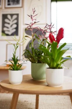 Elho Vibes Fold Rund 14 Cm, Seidenweiß -Pflanzensamen Rabatt elho vibes fold rund 14 cm sorbetgroen 1495199 de