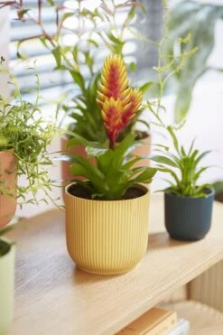 Elho Vibes Fold Rund 16 Cm, Sorbet Grün -Pflanzensamen Rabatt elho vibes fold rund 16 cm 1495283 de