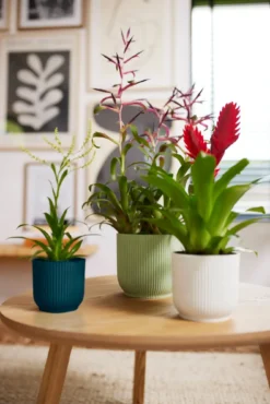 Elho Vibes Fold Rund 16 Cm, Sorbet Grün -Pflanzensamen Rabatt elho vibes fold rund 16 cm sorbet gruen 1382393 de