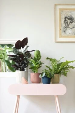 Elho Vibes Fold Rund 25 Cm, Seidenweiß 18 Elho Vibes Fold Rund 25 Cm, Seidenweiß -Pflanzensamen Rabatt elho vibes fold rund 25 cm seidenweiss 1048196 de