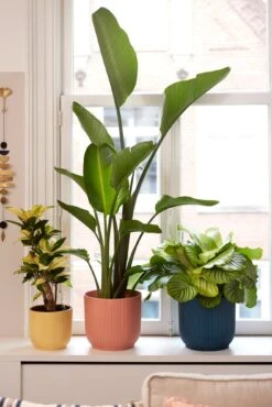 Elho Vibes Fold Rund 30 Cm, Seidenweiß -Pflanzensamen Rabatt elho vibes fold rund 30 cm 1495562 de