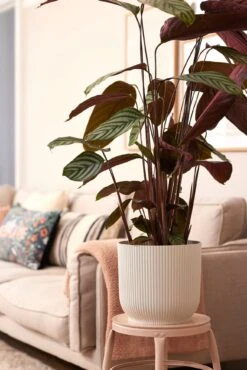 Elho Vibes Fold Rund 30 Cm, Seidenweiß -Pflanzensamen Rabatt elho vibes fold rund 30 cm seidenweiss 1048825 de