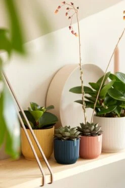 Elho Vibes Fold Rund Mini 11 Cm, Seidenweiß -Pflanzensamen Rabatt elho vibes fold rund mini 11 cm 1050032 de