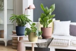 Elho Vibes Fold Rund 16 Cm, Sorbet Grün -Pflanzensamen Rabatt elho vibes topf 16 cm 842179 de