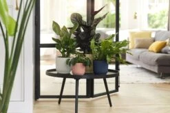 Elho Vibes Fold Rund 16 Cm, Sorbet Grün -Pflanzensamen Rabatt elho vibes topf 16 cm 842186 de