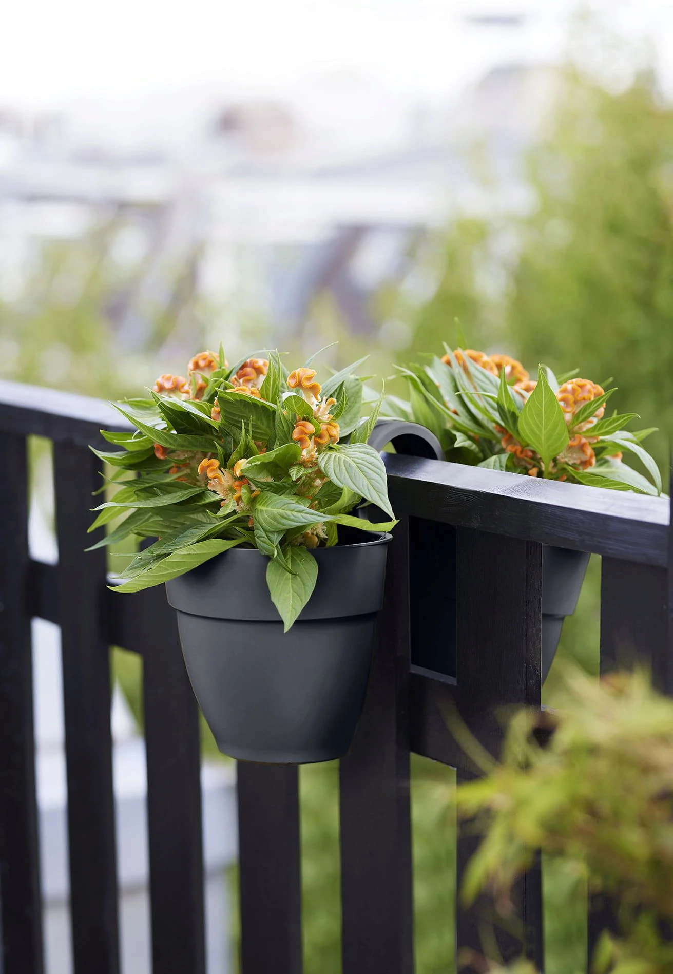 Elho Vibia Campana Flower Twin 21 Cm, Anthrazit 3 Elho Vibia Campana Flower Twin 21 Cm, Anthrazit