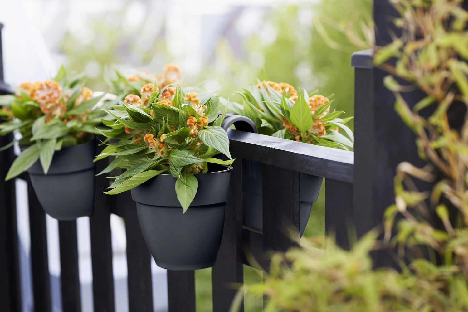 Elho Vibia Campana Flower Twin 21 Cm, Anthrazit 8 Elho Vibia Campana Flower Twin 21 Cm, Anthrazit – Bild 6