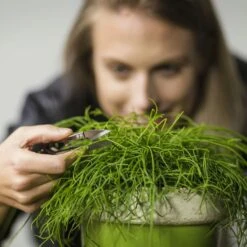 ESSCHERT DESIGN Edelstahl Mini-Schere -Pflanzensamen Rabatt esschert design edelstahl mini buegelschere 1352138 de