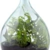 ESSCHERT DESIGN Plant Terrarium Erde