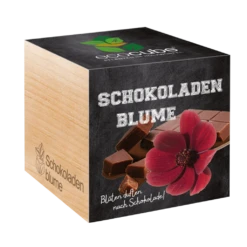 Ecocube "Schokoladenblume"