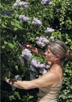 Felco Einhand-Baum-, Reb- & Gartenschere, S 9 Felco Einhand-Baum-, Reb- & Gartenschere, S -Pflanzensamen Rabatt felco einhand baum reb gartenschere 1674119 de