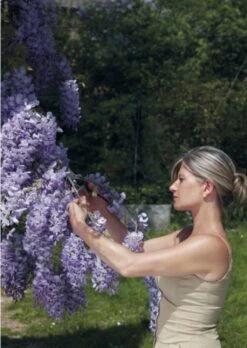 Felco Einhand-Baum-, Reb- & Gartenschere, S 10 Felco Einhand-Baum-, Reb- & Gartenschere, S -Pflanzensamen Rabatt felco einhand baum reb gartenschere 1674120 de