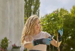 Gardena Rosenhandschuh Größe 8 / M -Pflanzensamen Rabatt gardena rosenhandschuh groesse 8 m 1 st 1672659 de