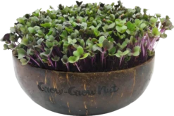 Microgreens Nachfüllpaket "Asian Festival" -Pflanzensamen Rabatt grow grow nut microgreens nachfuellpaket asian festival 1 set 1012901 de