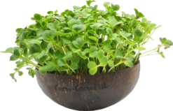 Microgreens Nachfüllpaket "Asian Festival" -Pflanzensamen Rabatt grow grow nut microgreens nachfuellpaket asian festival 1 set 1012908 de