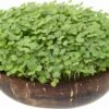 Microgreens Nachfüllpaket "Brokk 'n' Roll" -Pflanzensamen Rabatt grow grow nut microgreens nachfuellpaket brokk n roll 1 set 1012604 de