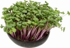 Microgreens Nachfüllpaket "Brokk 'n' Roll" 9 Microgreens Nachfüllpaket "Brokk 'n' Roll" -Pflanzensamen Rabatt grow grow nut microgreens nachfuellpaket brokk n roll 1 set 1012611 de
