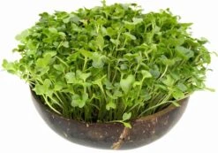 Microgreens Nachfüllpaket "Red Hot Greens" -Pflanzensamen Rabatt grow grow nut microgreens nachfuellpaket red hot greens 1 set 1012866 de