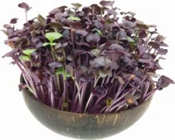 Microgreens Nachfüllpaket "Red Hot Greens" -Pflanzensamen Rabatt grow grow nut microgreens nachfuellpaket red hot greens 1 set 1012873 de