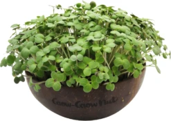 Microgreens Nachfüllpaket "Red Hot Greens" -Pflanzensamen Rabatt grow grow nut microgreens nachfuellpaket red hot greens 1 set 1675645 de