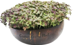 Microgreens Nachfüllpaket "The Mikro Greens" -Pflanzensamen Rabatt grow grow nut microgreens nachfuellpaket the mikro greens 1 set 1012929 de