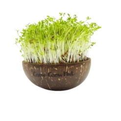 Microgreens Nachfüllpaket "The Mikro Greens" -Pflanzensamen Rabatt grow grow nut microgreens nachfuellpaket the mikro greens 1 set 1012936 de