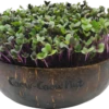 Microgreens Nachfüllpaket "The Mikro Greens" 2 Microgreens Nachfüllpaket "The Mikro Greens" -Pflanzensamen Rabatt grow grow nut microgreens nachfuellpaket the mikro greens 1 set 1012943 de