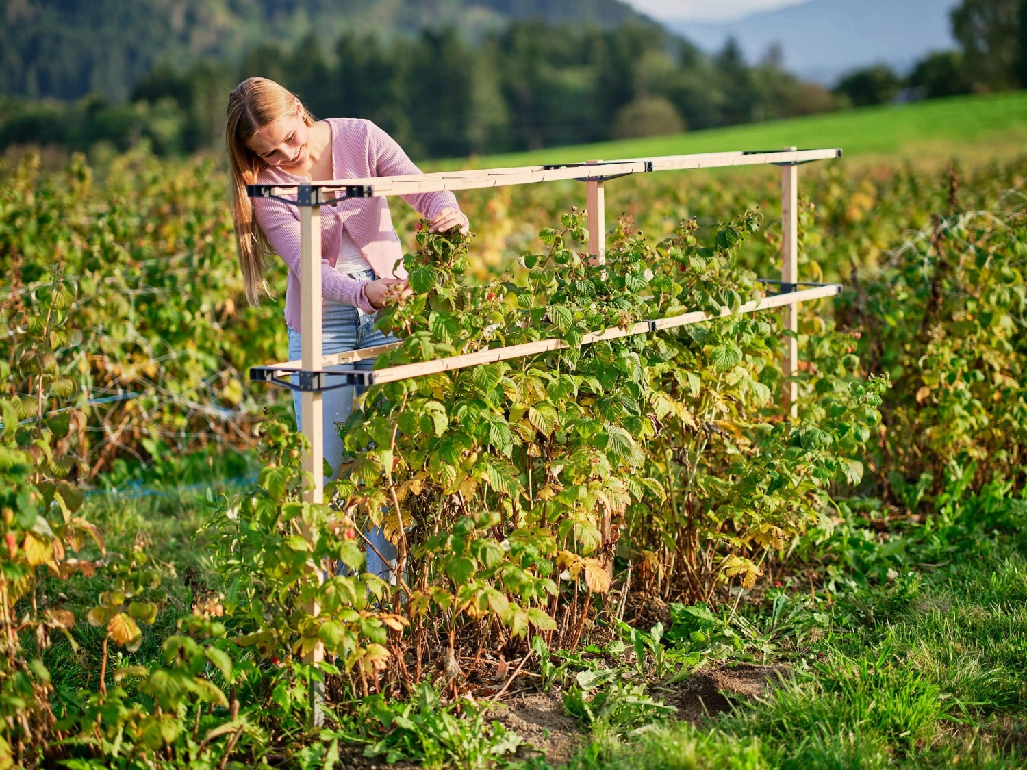 Erweiterung Für Berry Buddy 9 Erweiterung Für Berry Buddy – Bild 7