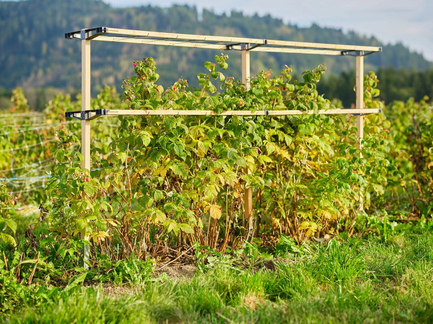 Erweiterung Für Berry Buddy 4 Erweiterung Für Berry Buddy – Bild 2