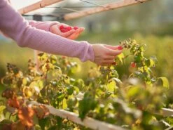 Erweiterung Für Berry Buddy 17 Erweiterung Für Berry Buddy -Pflanzensamen Rabatt gusta garden berry buddy erweiterung 1608438 de